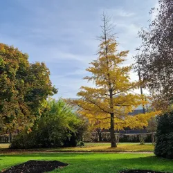 Lake Constance Promenade - Bregenz