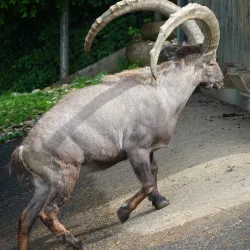 Pfänder Mountain - Bregenz