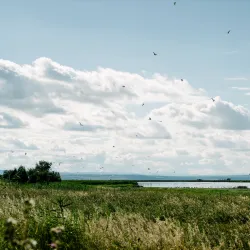 Neusiedler See-Seewinkel National Park - Bruckneudorf