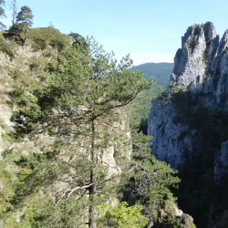 Kaltenbach Gorge (Kaltenbachklamm) - Gmunden