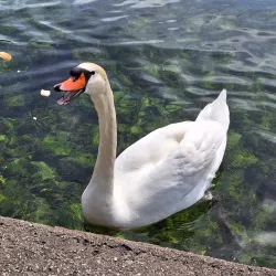 Rathaus Gmunden (Town Hall) - Gmunden
