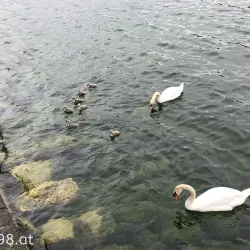 Traunsee Lake Promenade - Gmunden