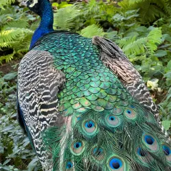 Eggenberg Palace (Schloss Eggenberg) - Graz
