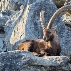 Alpine Zoo Innsbruck (Alpenzoo) - Innsbruck