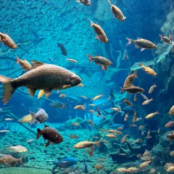 Alpine Zoo Innsbruck (Alpenzoo) - Innsbruck