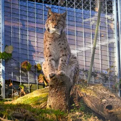 Alpine Zoo Innsbruck (Alpenzoo) - Innsbruck