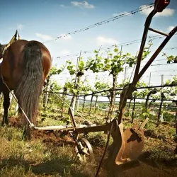 Weingut Wieninger - Klosterneuburg