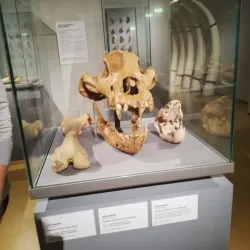 Kunsthalle Leoben - Leoben