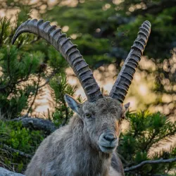 Hochlantsch Mountain - Liezen