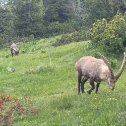 Hochlantsch Mountain - Liezen
