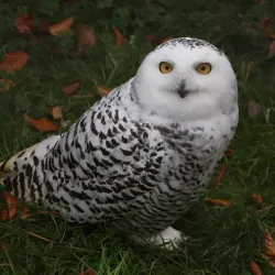 Wildpark Gröbming - Liezen