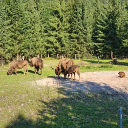 Wildpark Gröbming - Liezen