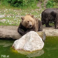 Wildpark Gröbming - Liezen