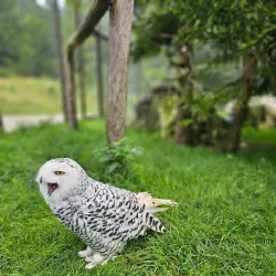 Wildpark Gröbming - Liezen