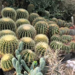 Botanical Garden Linz - Linz