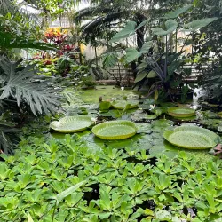 Botanical Garden Linz - Linz