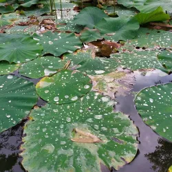 Botanical Garden Linz - Linz