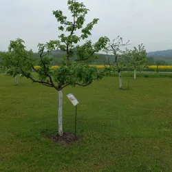 Mattersburg Vineyard Trails - Mattersburg