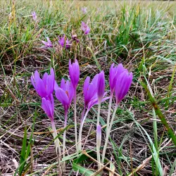 Mattersburg Vineyard Trails - Mattersburg