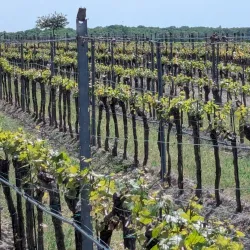 Neusiedler See-Seewinkel National Park (near Mattersburg) - Mattersburg