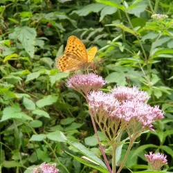 Mattighofen Nature Trails - Mattighofen