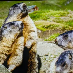 Hohe Tauern National Park - Mittersill
