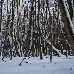 Anninger Mountain - Modling