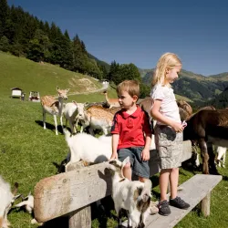 Wildpark Aurach - Oberndorf in Tirol