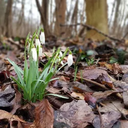 Donau-Auen National Park (near Schwechat) - Schwechat