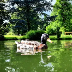 Vöcklabruck City Park - Vöcklabruck