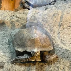 Wels City Park (Stadtpark Wels) - Wels