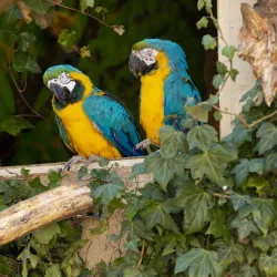 Wels Zoo (Tiergarten Wels) - Wels