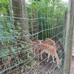 Wels Zoo (Tiergarten Wels) - Wels