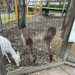 Wels Zoo (Tiergarten Wels) - Wels