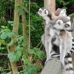 Wels Zoo (Tiergarten Wels) - Wels