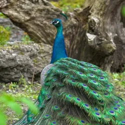 Wels Zoo (Tiergarten Wels) - Wels