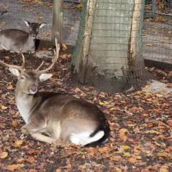 Wels Zoo (Tiergarten Wels) - Wels