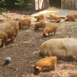 Wels Zoo (Tiergarten Wels) - Wels