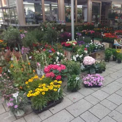 Hauptplatz Wiener Neustadt - Wiener Neustadt
