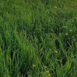 Surrounding Countryside - Agcabadi