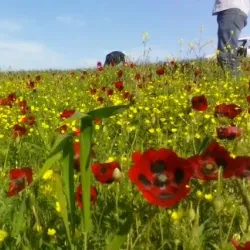 Calilabad Folk Music Venue - Calilabad