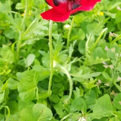 Calilabad Folk Music Venue - Calilabad