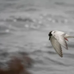 Nature Reserve near Calilabad - Calilabad