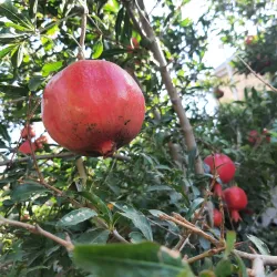 Fatmayi Nature Reserve - Fatmayi