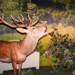 Goytepe Museum - Goytepe