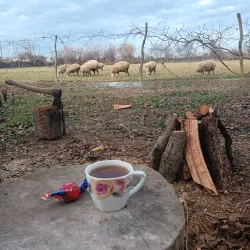Imishli Agricultural Fields - Imishli