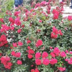 Imishli Riverside Walks - Imishli