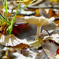 Samur-Yalama National Park - Khachmaz (Xacmaz)