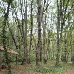 Samur-Yalama National Park - Khachmaz (Xacmaz)