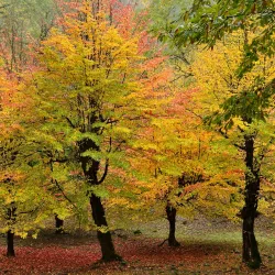 Hirkan National Park - Lankaran